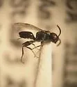 Crovettia theliae - photo 2