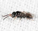 Crovettia theliae - photo 3