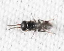Crovettia theliae - photo 4