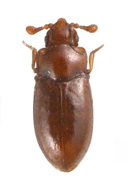 Crowsoniellidae - photo 2