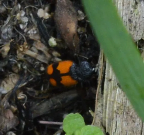 Crucifix Ground Beetle - photo 2