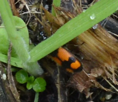 Crucifix Ground Beetle - photo 3