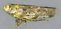 Crumbana arundinea