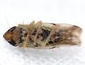Crumbana arundinea - photo 4