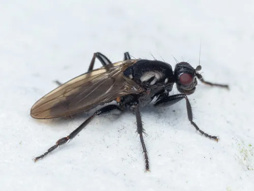 Crumomyia nitida