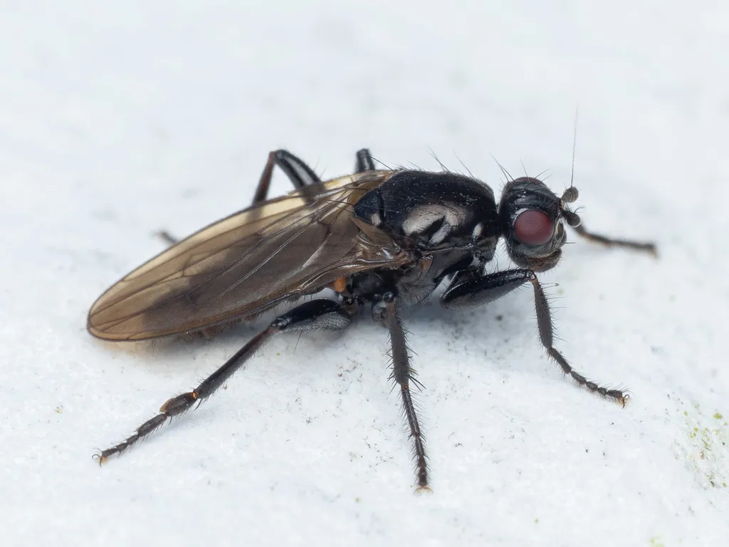 Crumomyia nitida - photo 2