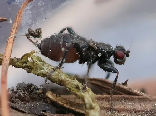 Crumomyia pedestris