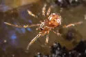 Crustulina altera