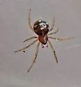 Crustulina altera - photo 2