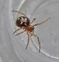 Crustulina altera - photo 3