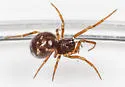 Crustulina altera - photo 4