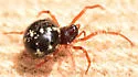 Crustulina altera - photo 5
