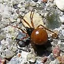 Crustulina sticta