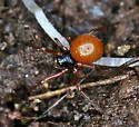Crustulina sticta - photo 2