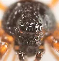 Crustulina sticta - photo 3