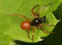 Crustulina sticta - photo 4
