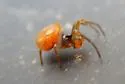 Crustulina sticta - photo 5