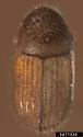 Mango Bark Beetle