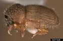 Mango Bark Beetle - photo 2