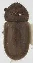 Cryphalus pubescens - photo 3