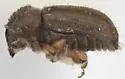 Cryphalus pubescens - photo 4