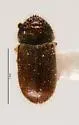Cryphalus pubescens - photo 5