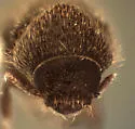 Cryphalus striatulus - photo 2