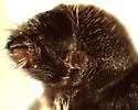 Cryphalus striatulus - photo 3
