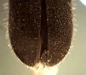 Cryphalus striatulus - photo 4