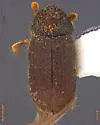 Cryphalus striatulus - photo 5