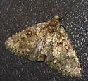 Cryphia albipuncta - Hodges#9297