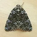 Cryphia Moth - Hodges#9292 - photo 2
