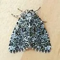 Cryphia Moth - Hodges#9292 - photo 3