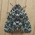 Cryphia Moth - Hodges#9292 - photo 4