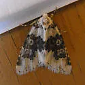 Cryphia fascia - Hodges#9288