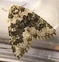 Cryphia fascia - Hodges#9288 - photo 3