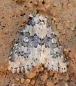 Cryphia fascia - Hodges#9288 - photo 4