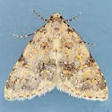 Cryphia nana - Hodges#9291