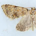 Cryphia nana - Hodges#9291 - photo 2