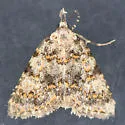 Cryphia nana - Hodges#9291 - photo 3