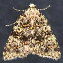 Cryphia nana - Hodges#9291 - photo 4