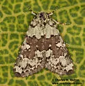 Cryphia sarepta - Hodges#9295 - photo 2