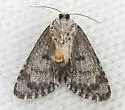 Cryphia sarepta - Hodges#9295 - photo 4