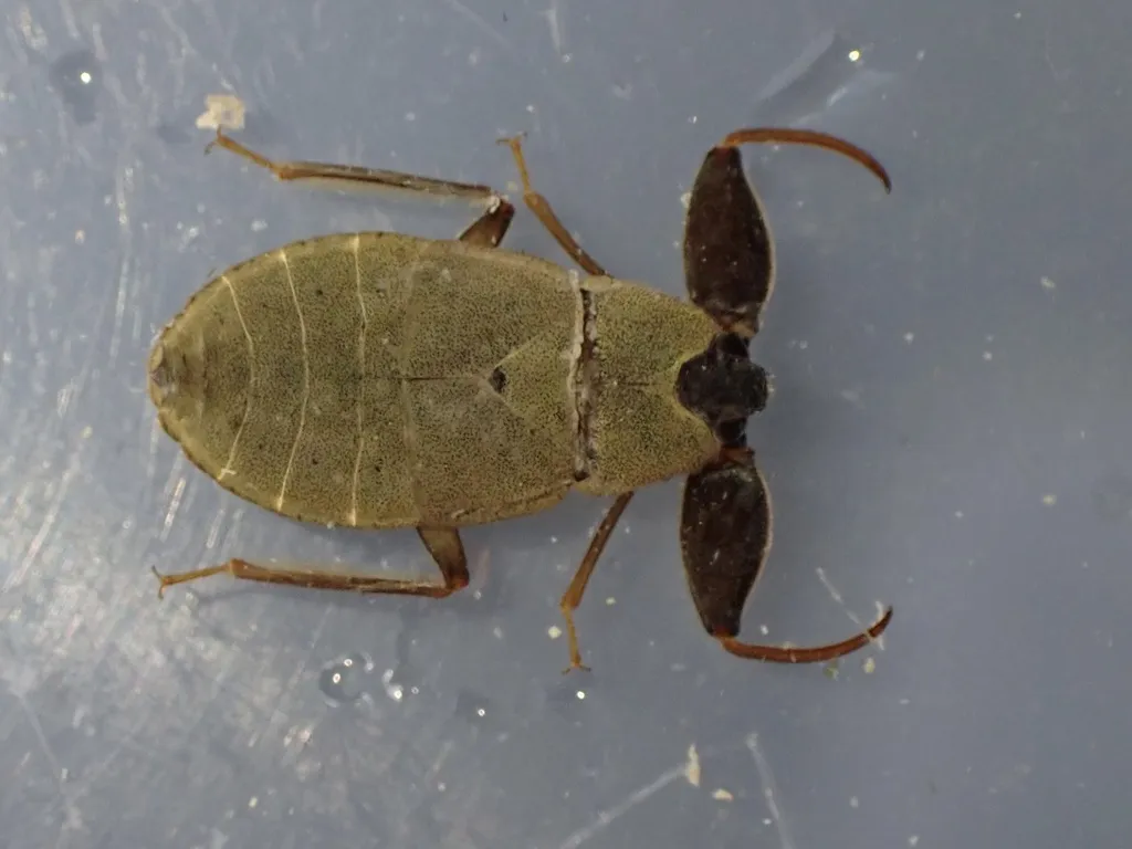 Cryphocricos hungerfordi