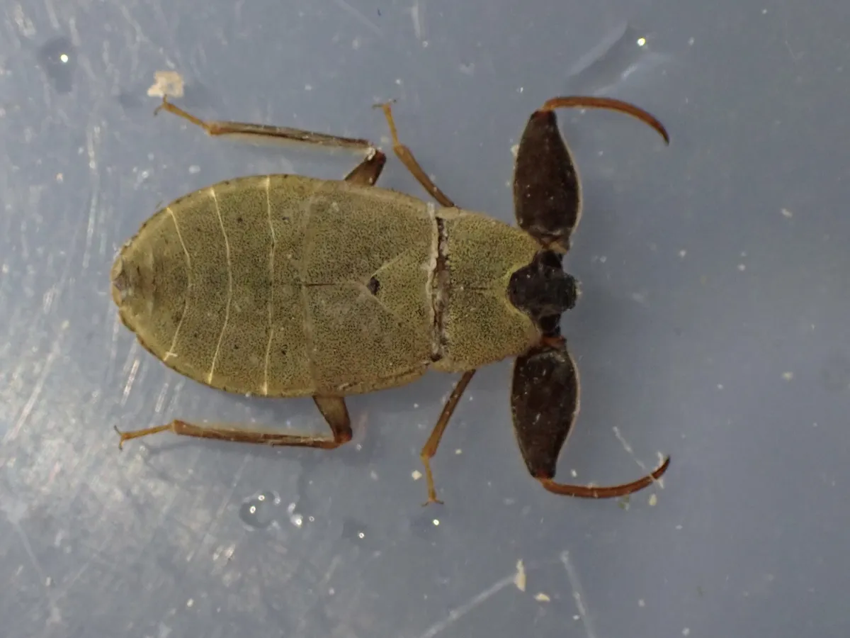 Cryphocricos hungerfordi - photo 2