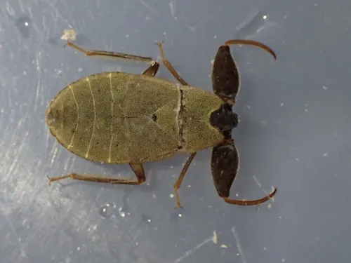 Cryphocricos hungerfordi - photo 3