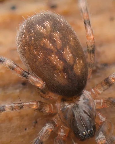 Cryphoeca exlineae - photo 3