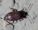 Cryphula nitens - photo 4
