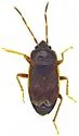 Cryphula subunicolor