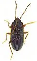 Cryphula subunicolor - photo 2